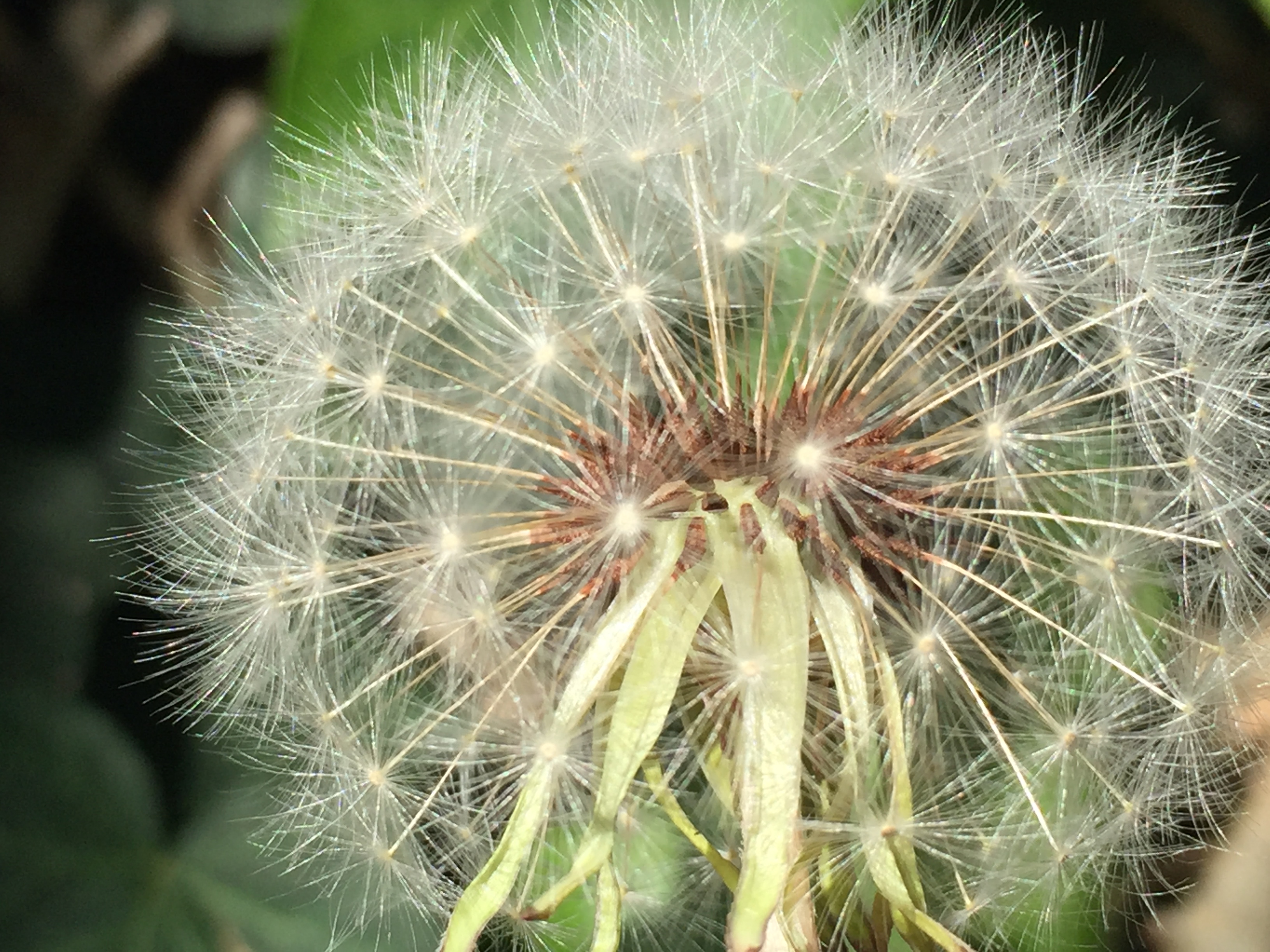 seeds photo